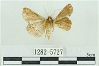 粉紅帶散紋夜蛾藏品圖，第2張