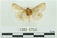 粉紅帶散紋夜蛾藏品圖，第2張