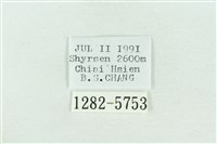 粉紅帶散紋夜蛾藏品圖，第3張