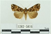 粉紅帶散紋夜蛾藏品圖，第1張