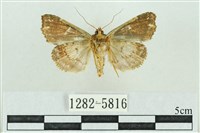 粉紅帶散紋夜蛾藏品圖，第2張