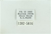 粉紅帶散紋夜蛾藏品圖，第3張