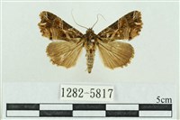 粉紅帶散紋夜蛾藏品圖，第1張