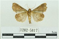 粉紅帶散紋夜蛾藏品圖，第2張