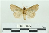 粉紅帶散紋夜蛾藏品圖，第2張