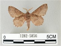 銀肩枯葉蛾藏品圖，第2張