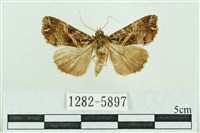 粉紅帶散紋夜蛾藏品圖，第1張