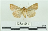 粉紅帶散紋夜蛾藏品圖，第2張