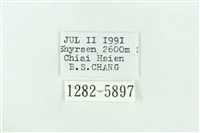 粉紅帶散紋夜蛾藏品圖，第3張