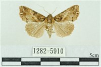 粉紅帶散紋夜蛾藏品圖，第1張