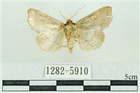 粉紅帶散紋夜蛾藏品圖，第2張