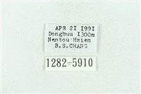 粉紅帶散紋夜蛾藏品圖，第3張