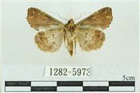 粉紅帶散紋夜蛾藏品圖，第2張