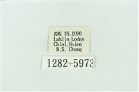 粉紅帶散紋夜蛾藏品圖，第3張