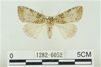 臺灣銀斑異波紋蛾藏品圖，第1張