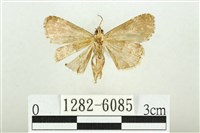 白斑散紋夜蛾藏品圖，第2張