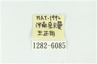 白斑散紋夜蛾藏品圖，第3張