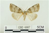 臺灣銀斑異波紋蛾藏品圖，第1張