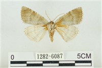 臺灣銀斑異波紋蛾藏品圖，第2張