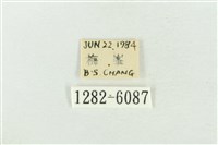 臺灣銀斑異波紋蛾藏品圖，第3張