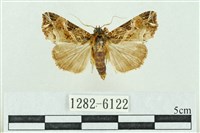 粉紅帶散紋夜蛾藏品圖，第1張