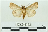 粉紅帶散紋夜蛾藏品圖，第2張