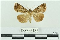 粉紅帶散紋夜蛾藏品圖，第1張