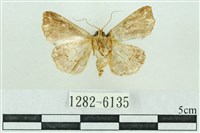 粉紅帶散紋夜蛾藏品圖，第2張