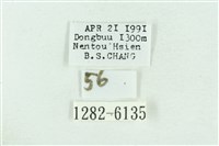 粉紅帶散紋夜蛾藏品圖，第3張