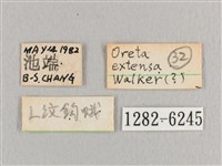 銀端帶鉤蛾藏品圖，第3張