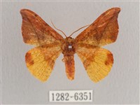 銀端帶鉤蛾藏品圖，第1張