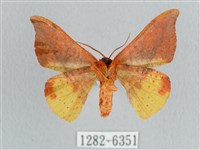 銀端帶鉤蛾藏品圖，第2張