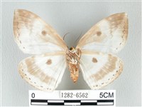 圓翅大鉤蛾藏品圖，第2張