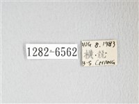 圓翅大鉤蛾藏品圖，第3張