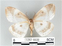 圓翅大鉤蛾藏品圖，第2張