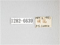 圓翅大鉤蛾藏品圖，第3張