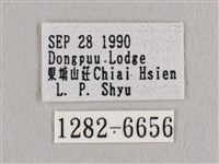 銀端帶鉤蛾藏品圖，第3張