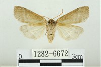 臺圓波紋蛾藏品圖，第2張