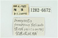 臺圓波紋蛾藏品圖，第3張