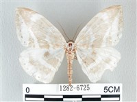 圓翅大鉤蛾藏品圖，第1張