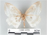 圓翅大鉤蛾藏品圖，第2張