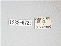 圓翅大鉤蛾藏品圖，第3張