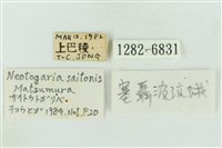 基黑新波紋蛾藏品圖，第3張