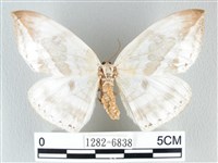 圓翅大鉤蛾藏品圖，第1張