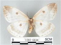 圓翅大鉤蛾藏品圖，第2張