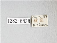 圓翅大鉤蛾藏品圖，第3張