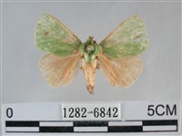 登錄號:001282-06842藏品圖，第1張