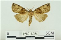 基黑新波紋蛾藏品圖，第1張