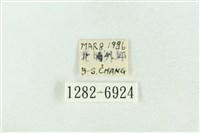 基黑新波紋蛾藏品圖，第3張