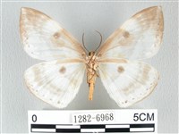 圓翅大鉤蛾藏品圖，第2張